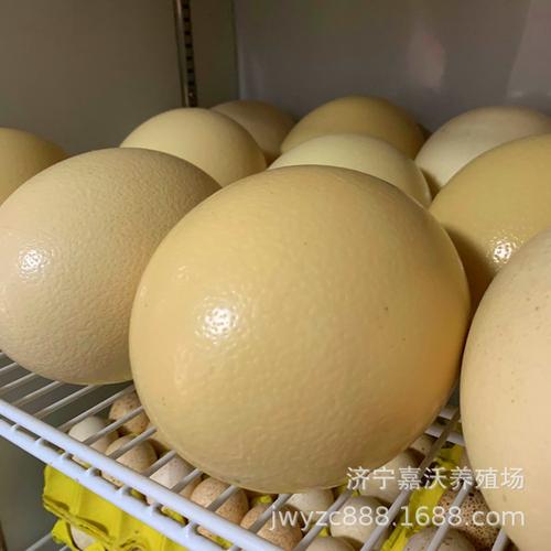鸵鸟蛋 食用-鸵鸟蛋 食用厂家,品牌,图片,热帖
